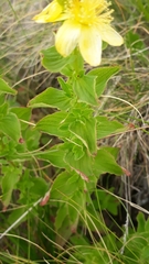 Hypericum