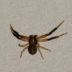 Xysticus texanus