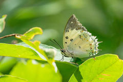 Polyura delphis