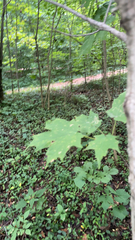 Acer saccharum