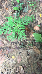 Ambrosia artemisiifolia