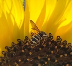 Dianthidium