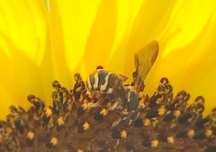 Dianthidium