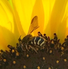 Dianthidium