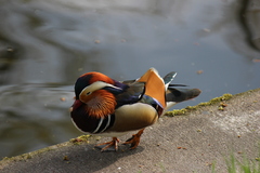 Aix galericulata