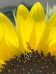 Dianthidium