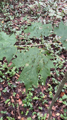 Vasates aceriscrumena