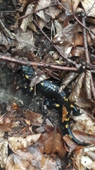 Salamandra salamandra
