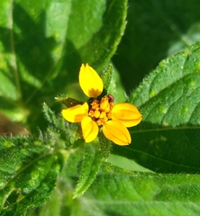 Synedrella nodiflora
