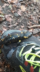 Salamandra salamandra