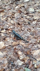 Salamandra salamandra