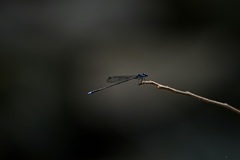 Prodasineura laidlawii