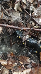 Salamandra salamandra