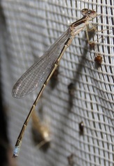 Acanthagrion