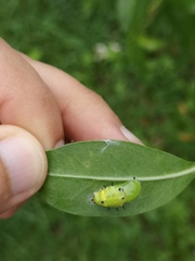 Rhetus arcius