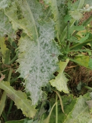 Golovinomyces sonchicola