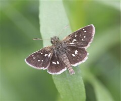 Piruna aea