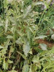 Golovinomyces sonchicola