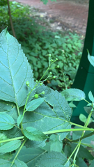 Scrophularia marilandica