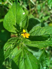 Synedrella nodiflora