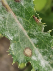 Golovinomyces sonchicola