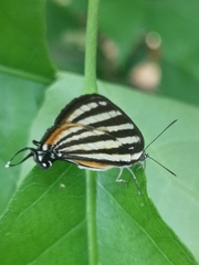 Arawacus lincoides