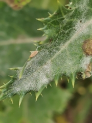 Golovinomyces sonchicola