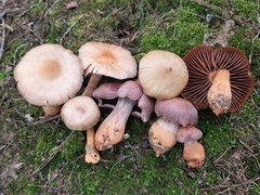 Cortinarius rubripes