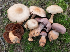 Cortinarius rubripes