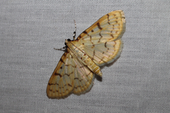 Polygrammodes flavidalis