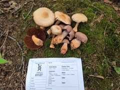 Cortinarius rubripes