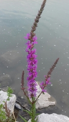 Lythrum salicaria