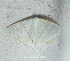 Ourapteryx marginata
