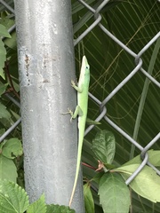 Anolis carolinensis