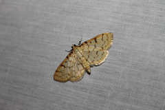 Polygrammodes flavidalis