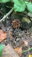 Liquidambar styraciflua