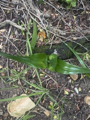 Colchicum eucomoides