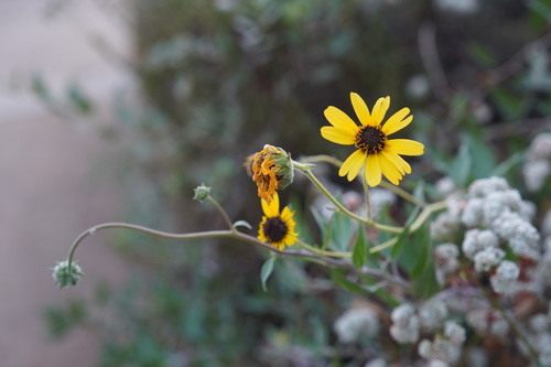 iNaturalist observation photo of California brittlebush