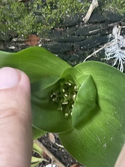 Colchicum eucomoides