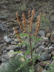 Astragalus galegiformis