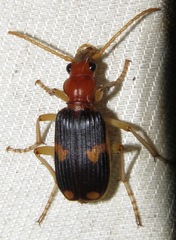 Pheropsophus