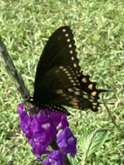 Papilio polyxenes stabilis
