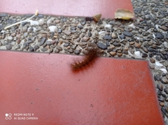 Spilosomina