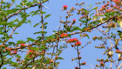 Combretum microphyllum