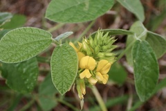 Rhynchosia tomentosa