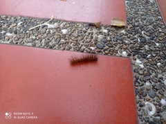 Spilosomina