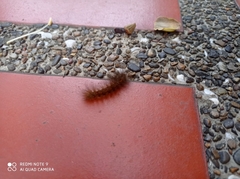 Spilosomina