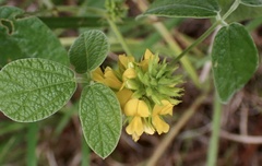 Rhynchosia tomentosa
