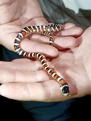 Lampropeltis knoblochi