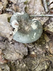 Russula redolens